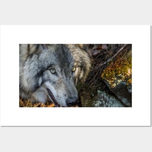 Timber Wolf - Closeup Posters and Art